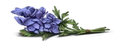 Wolfsbane.png