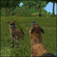 Hyena 1