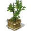 Shrub