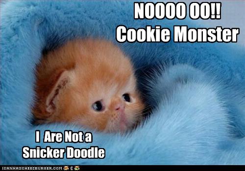 kitten cookie