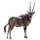 Item beisaoryx 01