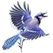 Item bluejay 01.png