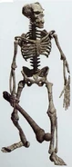 Rendered Skeleton