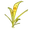Nostril Algae