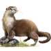 Item riverotter 01