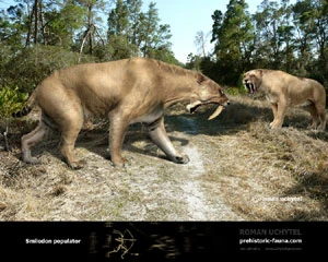 Smilodon populator.jpg