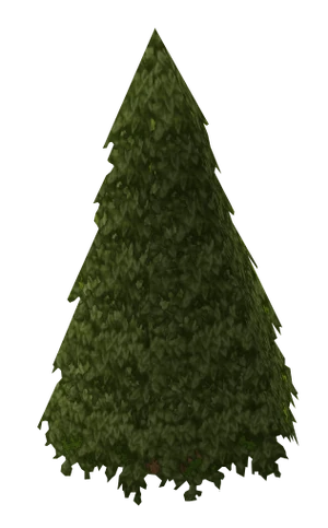Evergreen old