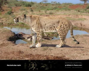 Machairodus kabir.jpg