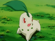 Ash Chikorita