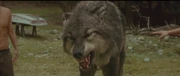 Paul Growling WolfForm