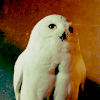 Hedwig