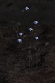 Cotton.png