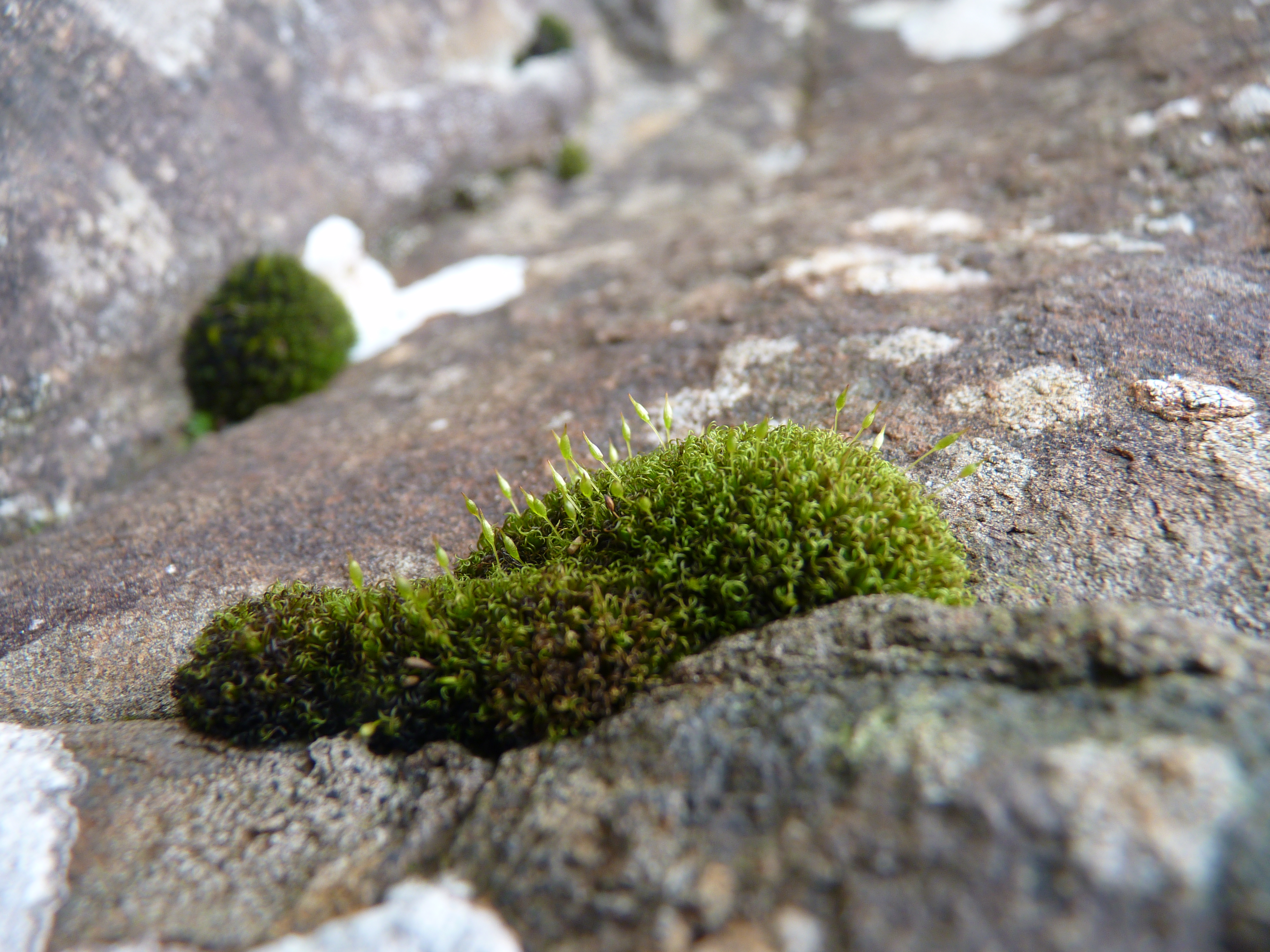 Grey Cushion Moss British Wildlife Wiki