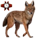 Item ethiopianwolf 01