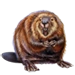 Item beaver 01.png