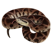 Huge item bothropsbrazili 01