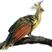 Item hoatzin 01.png