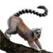 Item ring-tailedlemur 01.png