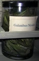 Galanthus Nivalis.jpg