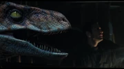 JPTLWRaptors.jpg