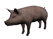 Cerdo