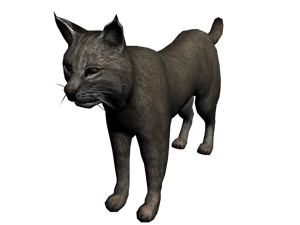 Lince2