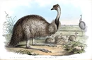 John Gould Emu