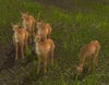 Highland Doe