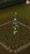 Belladonna4