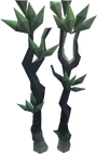 Blood spindle tree