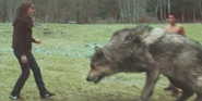 Paul-wolf