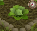 Cabbage3
