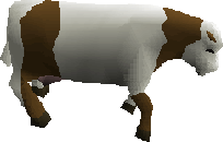 Cow old