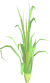 Fever grass detail