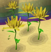 Field of Starflowers