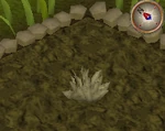 Goutweed2