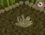 Goutweed3