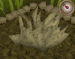 Goutweed5