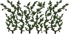 Ivy