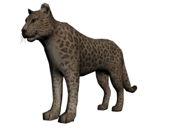 Khan el jaguar