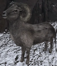 Muflón