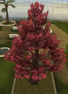 Maple tree detail