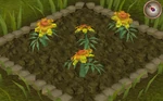 Marigold5