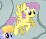 Parasol flies.png