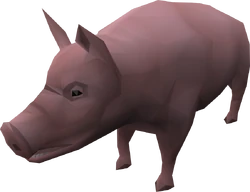 Pig