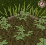 Potato4