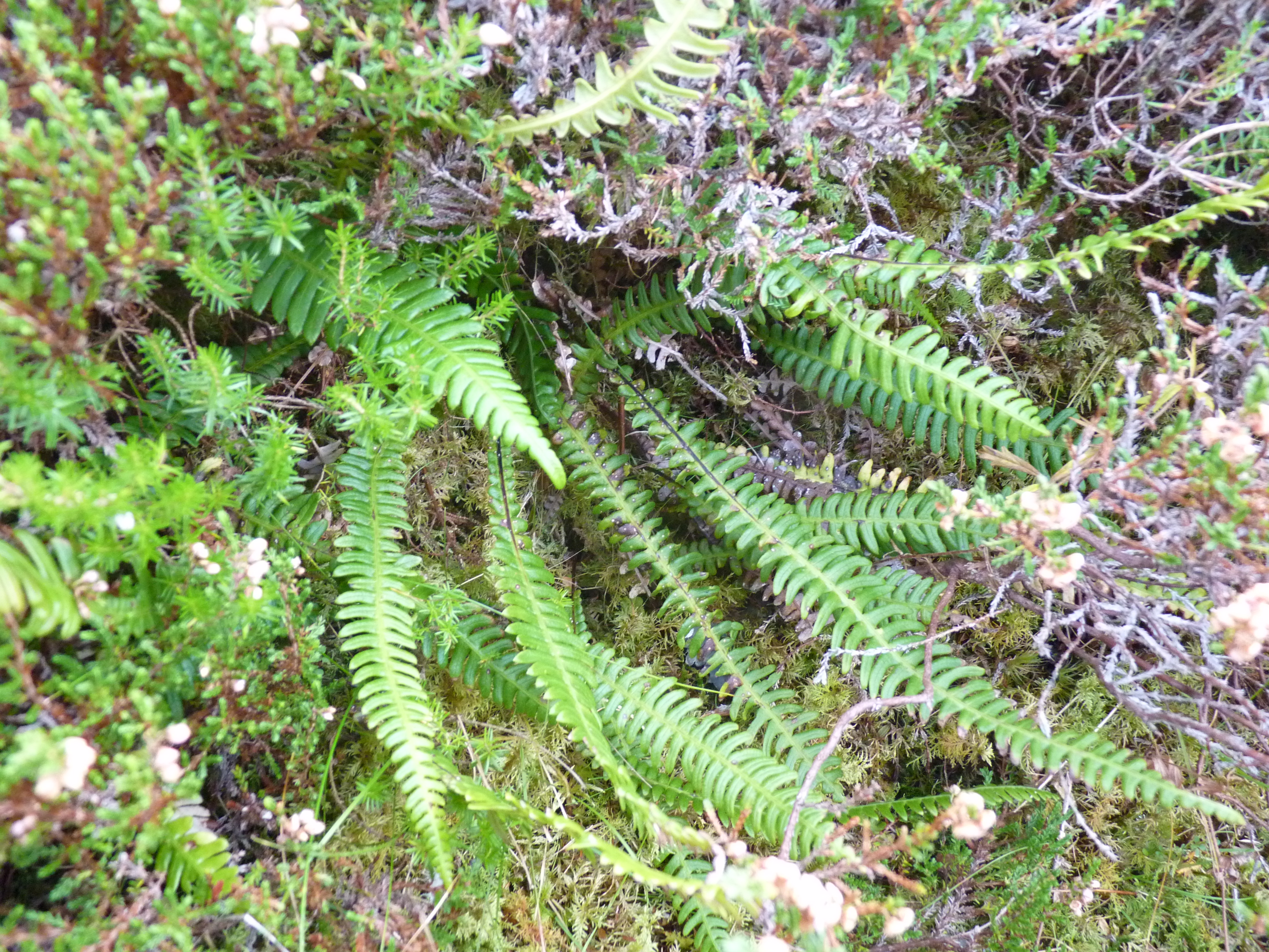 Hard Fern