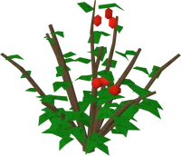 Red berry