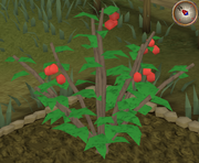 Redberry6