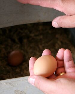 Egg